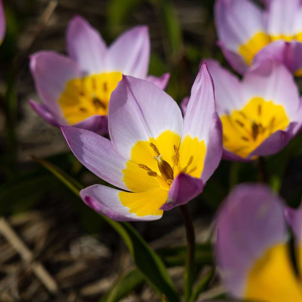 Botanisk Tulipan 'Saxatilis' / 'Lilac Wonder'